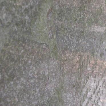 HUYSSTEEN Johan Abraham, van