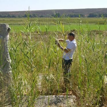 8. Many tombstones are hidden in the shrubs