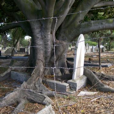 13. Tree invasion