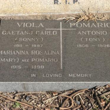 POMARIO :: VIOLA