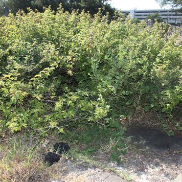 TOLL William Andrew -1865 :: TOLL Henry Proctor -1873