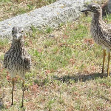 3. Plovers