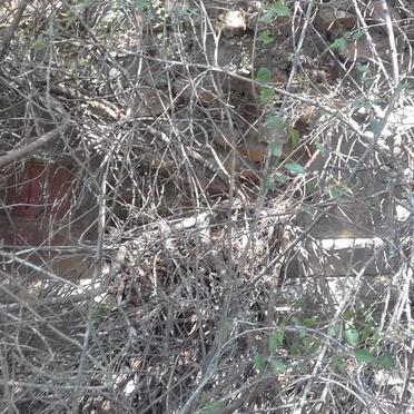 Western Cape, MOSSEL BAY district, Banff 147, farm cemetery