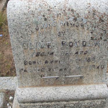 POCOCK Olive nee SHEARD 1893-1940