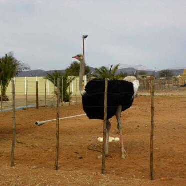 3. 'n Nuuskierige besoeker