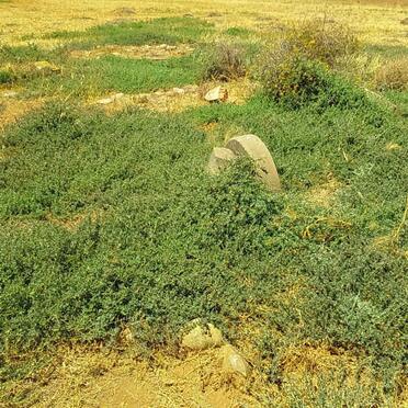 Western Cape, OUDTSHOORN district, De Haasejagt 79_5, farm cemetery