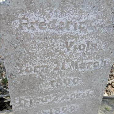 VIOLA Frederic 1899-1899