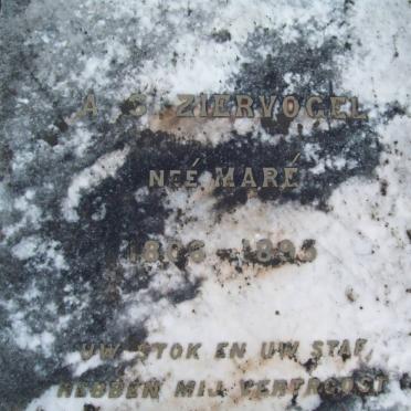 ZIERVOGEL A.S. nee MARE 1806-1895