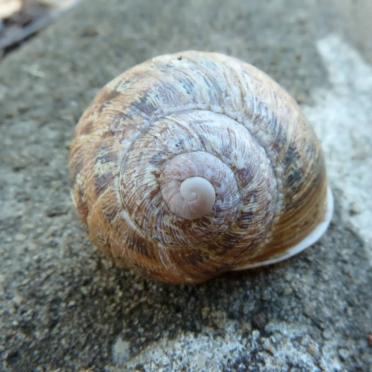 1.  Snail on a grave