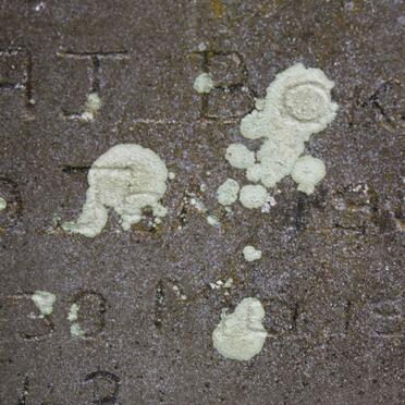 BOKS A.J. 19??- 19??