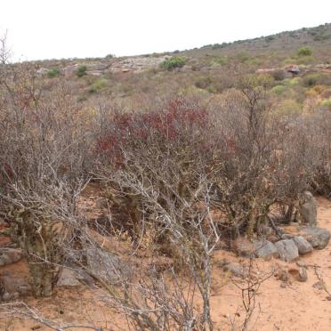 ? Unmarked grave with stones