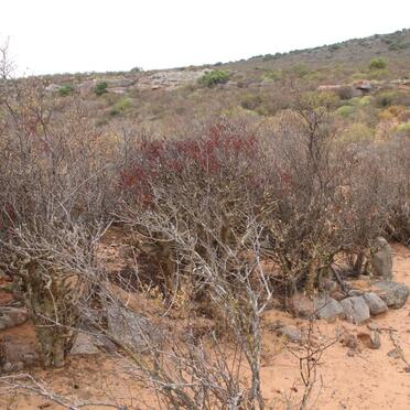 ? Unmarked grave with stones