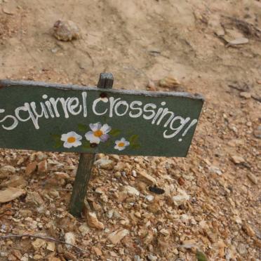 2. Squirrel Crossing