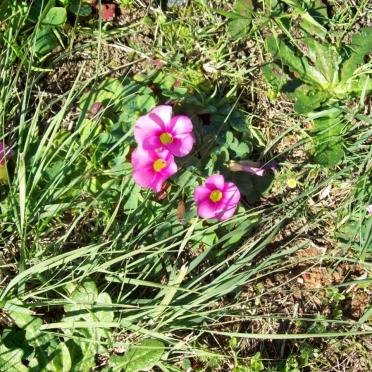 3. Wild flowers