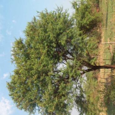 Zimbabwe, MASVINGO, Main cemetery